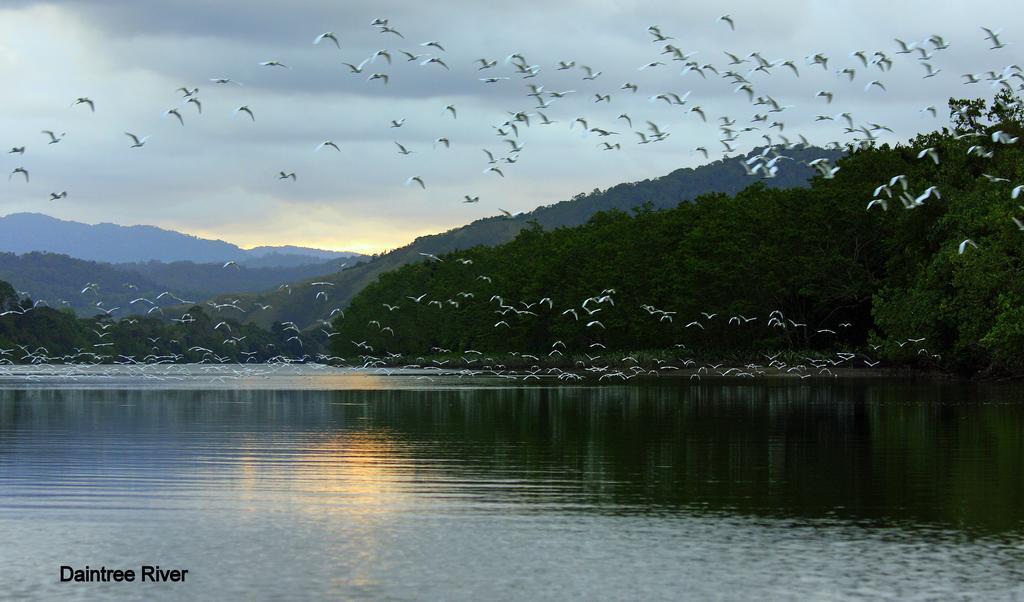 Daintree Riverview Lodges المظهر الخارجي الصورة