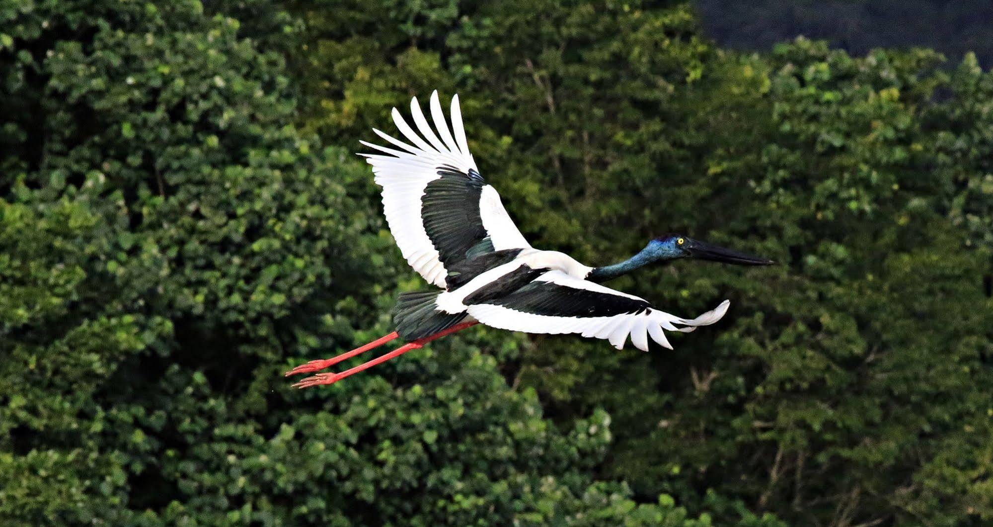 Daintree Riverview Lodges المظهر الخارجي الصورة
